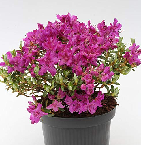 Wild Rhododendron prostratum 20-25cm - Rhododendron prostratum