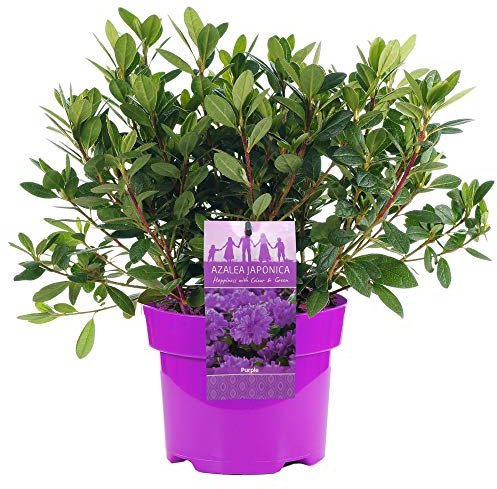 AZALEE DEL GIAPPONE VIOLA ARBUSTO A FOGLIE PERSISTENTI PIANTE DA GIARDINO RUSTICO IN 2L POT x 1