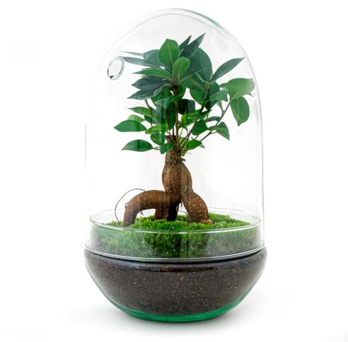 urbanjngl.com - Flaschengarten • Ei XL Bonsai • Pflanze im Glas • ↑ 30 cm - Do-It-Yourself Paket - DIY-Set - Pflanze im Glas - Komplettset Terrarium - Pflanzenterrarium