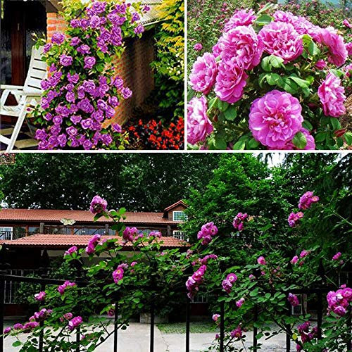 100 Semillas de Rosas Trepadoras para Plantar en Exteriores – Semillas Ornamentales de Enredadera para Jardín Familiar, Cultivo de Rosas Trepadoras Vivas (Morado)