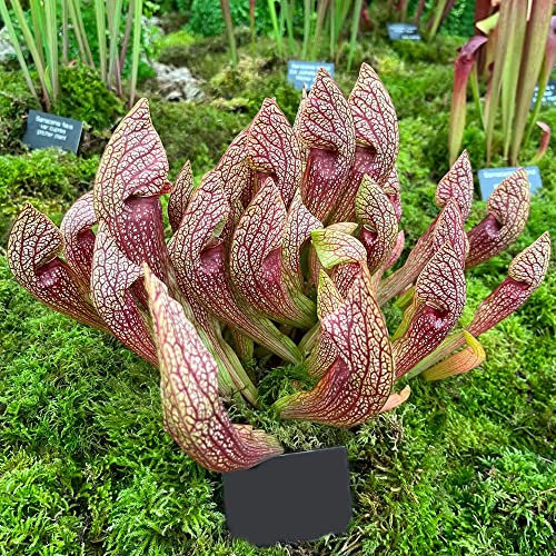 sarracenia purpurea samen,fleischfressende pflanzen winterhart,Sukkulenten succulent plants,saat gartenpflanzen winterharte pflanzendeko dachbegrünung geschenke für den garten 700 Stück