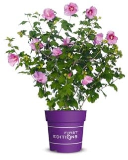 Hibiskus 'Tahiti', Zierstrauch, Blütenstrauch, pflegeleicht, Roseneibisch, Gartenpflanze, pflegeleicht, lila Blüten, Balkonpflanze, winterhart