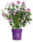Hibiskus 'Tahiti', Zierstrauch, Blütenstrauch, pflegeleicht, Roseneibisch, Gartenpflanze, pflegeleicht, lila Blüten, Balkonpflanze, winterhart