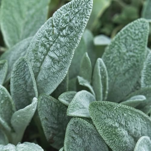 wollziest kaufen - hochbeet balkonpflanzen winterhart bodendecker für garten exotische bienenweide 60samen