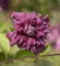 Robuste Waldrebe Purpurea Plena Elegans 60-80cm - Clematis viticella