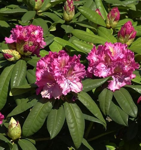 INKARHO - Großblumige Rhododendron Kirsten Begeer 50-60cm - Alpenrose - lebende Gartenpflanze aus den Baumschulen
