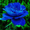 Saterkali Semi di rosa, 20 pezzi/borsa Semi di rosa Dolce Facile da piantare Pianta perenne blu Semi di fiori bonsai per giardino 20 semi di rosa blu