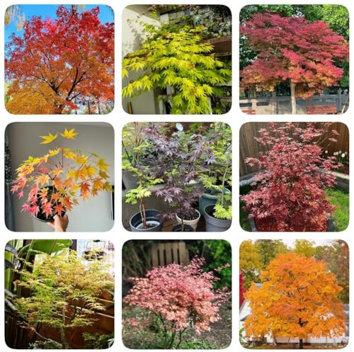 80 pcs Japanischer Ahorn Baum Samen, bio saatgut, samen zimmerpflanzen Ahorn Samen, bodendecker samen winterhart, samen balkon beet, winterharte balkonpflanzen geschenke für gartenfreunde,