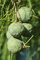 Semi di cipresso:Seeds Only