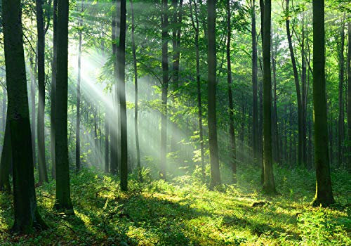 wandmotiv24 Fototapete Wald Sonnenstrahlen Nebel, XXL 400 x 280 cm - 8 Teile, Wanddeko, Wandbild, Wandtapete, Grün Baum Gras M5677