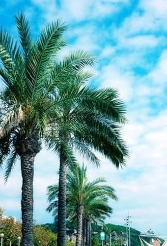 Palmetto Palme Sabal minor frosthart 10 Samen