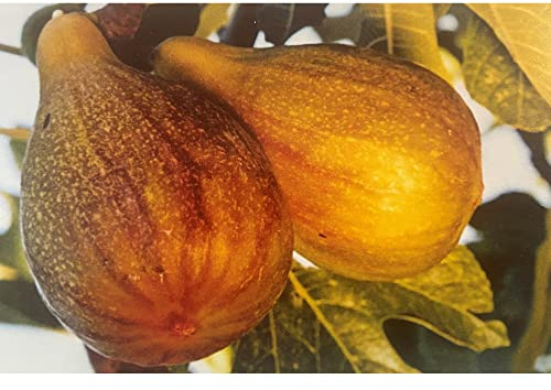 Vivai le Georgiche - Pianta vera di Fico Melanzana Ficus carica 'Melanzana' Melanciana, Marangiana - vaso Ø 26 cm - altezza alla vendita 160-180 cm