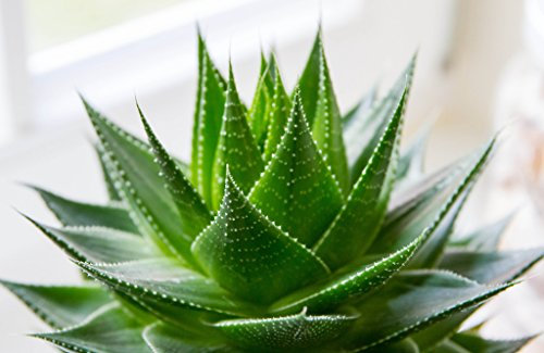 HONIC Seltene Aloe Vera Plantas 10 Stück Aloe Vera Pflanze Kräuter Sukkulente Flores Bonsai Zimmerpflanzen für Hausgarten
