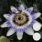 Bloomique - Lot de 2 - Passiflora caerulea - Fleur de la passion - Bleu & blanc - Plantes grimpantes - Plantes de jardin - Rustiques - 50-70 cm de haut - Pot 15 cm
