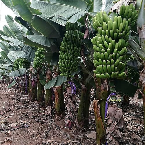 150 pcs bananenbaum winterhart samen, spalierobst balkonpflanzen winterhart bananensamen bananen samen,Musa sikkimensis, bonsai tree indoor garten geschenk pflanzendeko baumsamen dachbegrünung