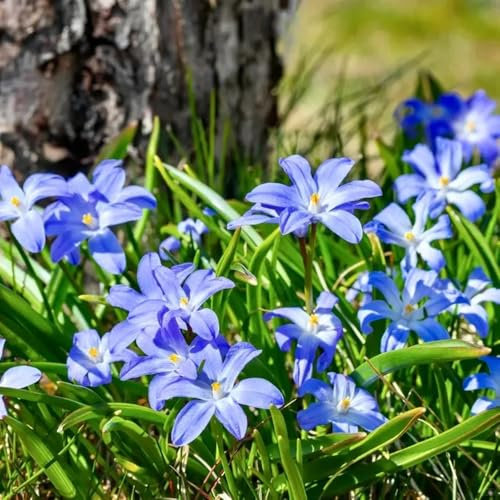 200 pcs schneeglanz samen geschenke garten, pflanzensamen exotisch wildblumensamen, winterharte stauden blumen samen, exotische pflanzen samen blumen, pflanzen winterhart draußen