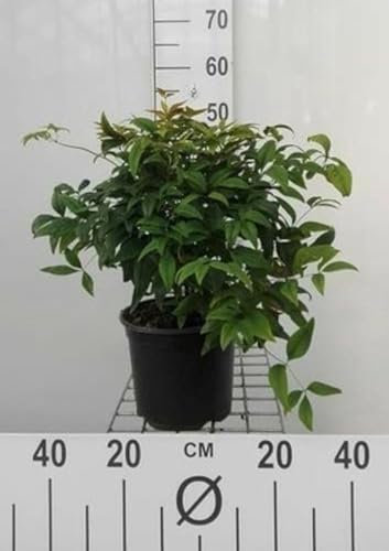 Nandina dom. 'Firepower' - Bambou Sacré 'Fire Power', Bambou Céleste, Nandine Domestique 25-30 cm en pot