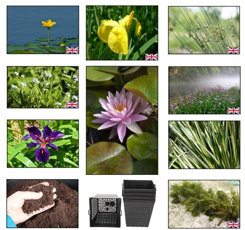 Lincolnshire Pond Plants Ltd - Pond Starter & Top up Packs - Oxygenating - Compost and Pots (Medium)