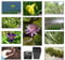 Lincolnshire Pond Plants Ltd - Pond Starter & Top up Packs - Oxygenating - Compost and Pots (Medium)