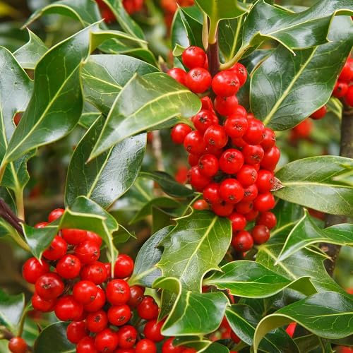 80 semi di frutta rossa di Ilex aquifolium