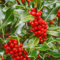 80 semi di frutta rossa di Ilex aquifolium