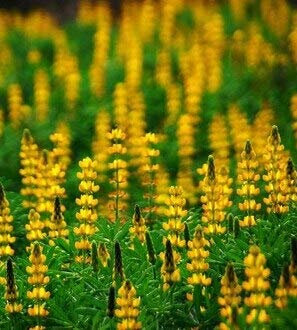 Gelb: 10 teile/beutel bunte regenbogen tutti frutti lupine blumensamen zierblumen jahreszeiten leicht säen blume