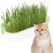 Hydroponic Cat Grass Set cat grass for indoor cats catnip plant Chewing Set Cat Grass Kitten Grass Hydroponic Cat Snacks Soil- Cat Snacks Hairball Removal Pet Food for Nursery Garden Indoor
