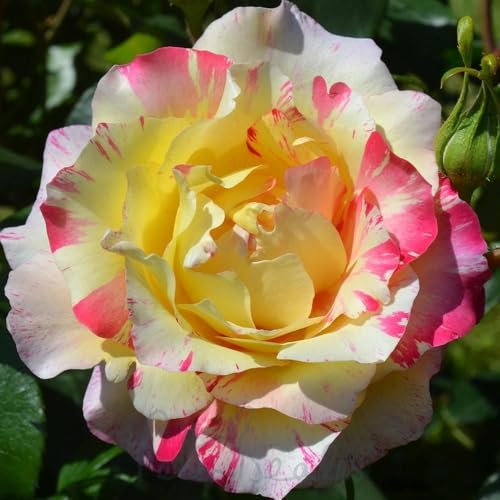 Peter Beales Roses Camille Pissarro Bush Rose, 90cm x 60cm, Multi-Coloured Blooms, Award Winning Floribunda