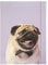 folia 69002 - Sammelmappe A3 Basic Puggy Love, aus stabilem Karton mit Gummiband