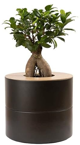 Animal Tree Zweiteilige Keramikurne mit Ginseng Bonsai im Leinensäckchen, personalisierbare Urne mit Holzdeckel (Anthrazit)