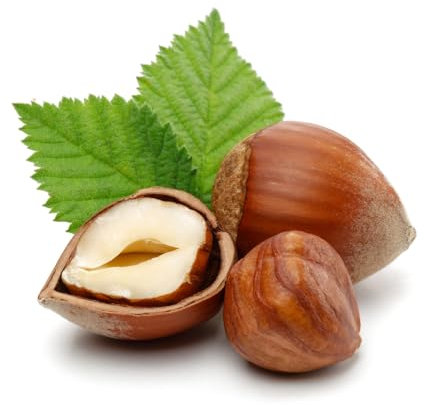 Kentish Cobnut Tree, 2 x Full Plants in 10 Litre Pots, 60-80cm Height, Kentish Cobnuts, Nut Trees, Hazelnut, Garden Ready, Ready to Plant, Premium Quality Nut Trees