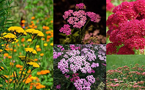 Schafgarben 200 Samen Bunte Mischung (Achillea Mix)