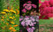 Schafgarben 200 Samen Bunte Mischung (Achillea Mix)
