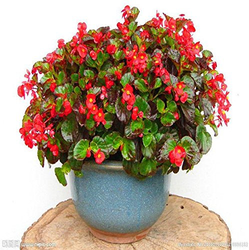 100 Begonia semi seme di fiore 2016 Nuove Piante Fiori Maison et jardin dans la plante de l'intérieur de la purification de l'air