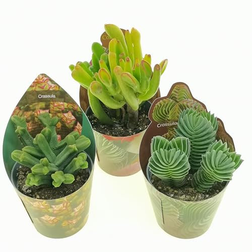 Set di 3 piante grasse vere da collezione in vasi diam. 6.5 cm- CRASSULA.
