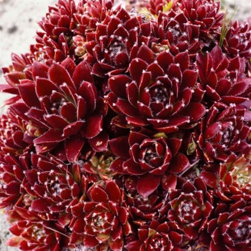 Sempervivum x cult. 'Pickwick' 9x9 cm Topf – Winterhart, Immergrün, Pflegeleicht – Hauswurz – Bodendecker für Steingarten & Dachbegrünung