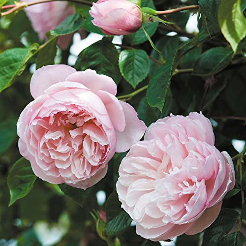 David Austin-Rose 'The Generous Gardener®' - AGM-Rose
