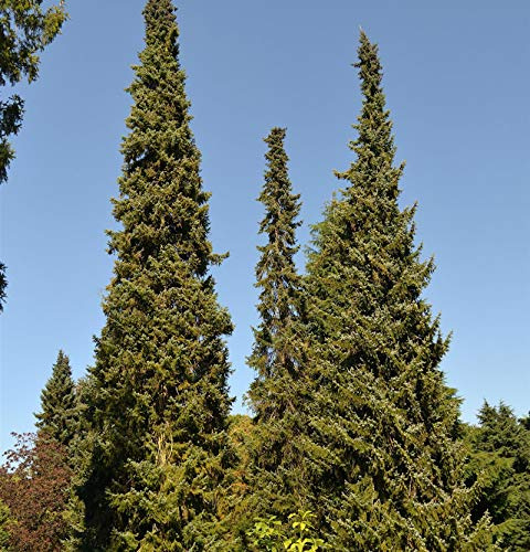 Serbische Fichte 60-80cm - Picea omorika - lebende Gartenpflanze aus den Baumschulen