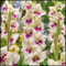 Gladiolen zwiebeln,winterharte pflanzen,gladiolen knollen,duftende,sehr dekorative,schöne,gesunde Zwiebel,farbenfrohe und robuste Blumenzwiebeln,gladiolen mehrjährig winterhart.-3 zwiebeln-B