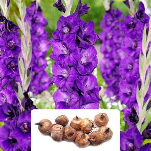 10 Gladiolus Purple Flora Bulbs – Large, Vibrant Flowers for Summer – Perennial Plants, Perfect for UK Climate Conditions – Stunning Garden Addition