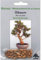 - 20 Semi da Olive, Olea Europea, 90024:Seeds Only