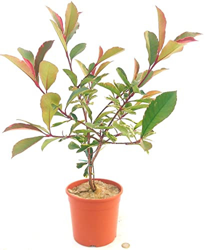 POWERS TO FLOWERS - PHOTINIA RED ROBIN VARIEGATA, VASO 17 CM, ALTEZZA 60/70CM, pianta vera