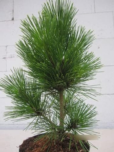 Pinus thunbergii Corticosa - Japanische Korkrinden Schwarzkiefer - 25-30