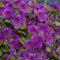 1 X Azalea 'Geisha Viola' Giapponese arbusto sempreverde pianta in Vaso