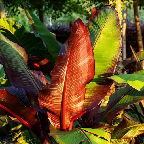 Pianta di banana Ensete ventricosum Maurelli, 4 piante, diametro 12 cm, 30 cm | Pianta esotica da giardino e terrazza, foglie dai colori vivaci