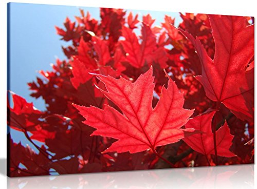 Red Autumn Leaves Canvas Wall Art Picture Print (30x20in)
