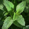 MELISA 600 SEMILLAS officinalis del toronjil REPELENTE DE MOSQUITOS Contenedores Shade USA
