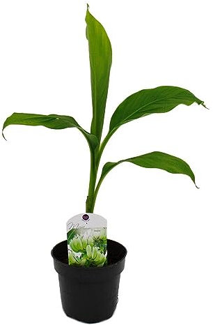 Exotenherz - Winterharte Banane - Musa basjoo - Gartenbanane - 12cm Topf