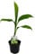 Exotenherz - Winterharte Banane - Musa basjoo - Gartenbanane - 12cm Topf