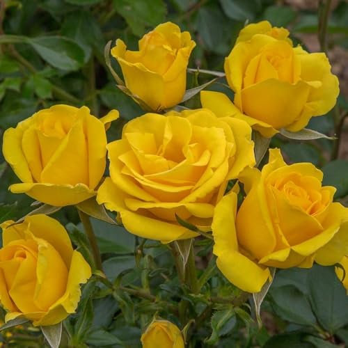 Peter Beales Roses UK Grandma's Rose, Floribunda Bush Rose, 75cm x 60cm, Award Winning